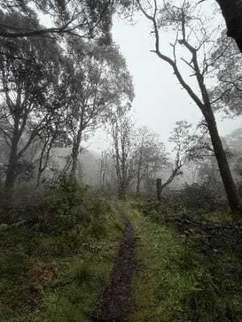 A misty trail through tall gum trees